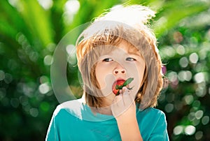 Kids pick fresh organic strawberry. Happy little boy eats strawberries.