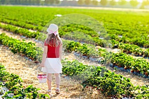 Kids pick strawberry on berry field in summer