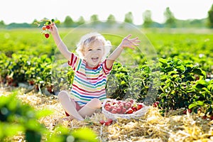 Kids pick strawberry on berry field in summer