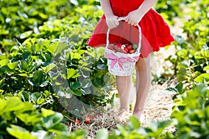 Kids pick strawberry on berry field in summer