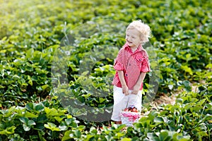 Kids pick strawberry on berry field in summer