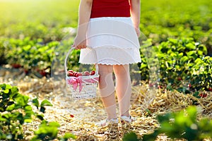 Kids pick strawberry on berry field in summer