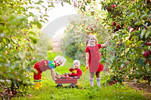 Kids picking apples in fruit garden