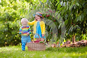 Kids picking cherry from tree