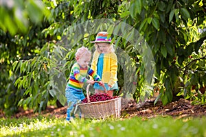 Kids picking cherry from tree