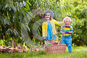 Kids picking cherry from tree