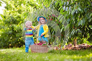 Kids picking cherry from tree