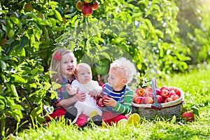 Kids picking fresh apples from tree in a fruit orchard