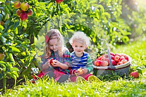 Kids picking fresh apples from tree in a fruit orchard