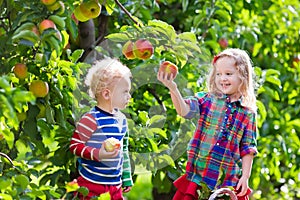 Kids picking fresh apples from tree in a fruit orchard