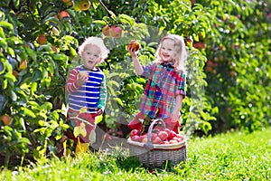 Kids picking fresh apples from tree in a fruit orchard