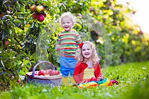 Kids picking fresh apples from tree in a fruit orchard