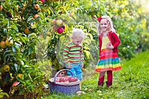 Kids picking fresh apples from tree in a fruit orchard