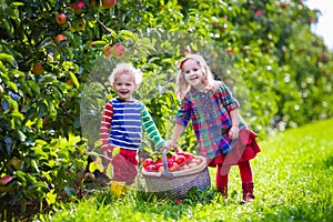 Kids picking fresh apples from tree in a fruit orchard