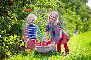 Kids picking fresh apples from tree in a fruit orchard