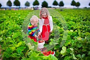 Kids picking strawberry on a farm field