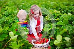 Kids picking strawberry on a farm field photo
