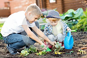 Kids planting strawberry seedling into fertile soil outside in garden