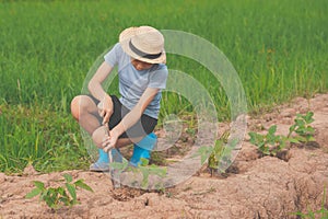 Kids planting vegetable in organic garden farmland of agriculture