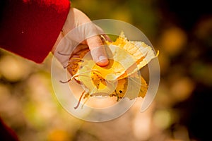 Kids play in autumn park. Fall foliage.autumn mood. Toddler kid or preschooler child in fall.Autumn leaves in girl hands