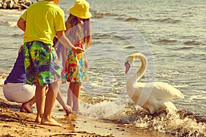 Kids playing with swan white bird