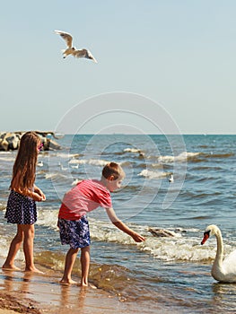 Kids playing with swan white bird.