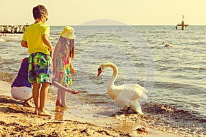 Kids playing with swan white bird.