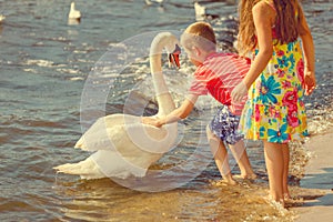 Kids playing with swan white bird.