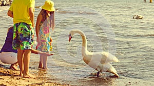 Kids playing with swan white bird.