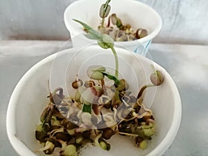 Kids science project on sprouting and growing