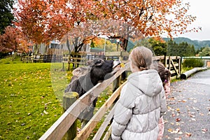 Kids taking care and feeding a cow on a farm