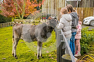 Kids taking care and feeding a cow on a farm