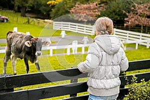 Kids taking care and feeding a cow on a farm