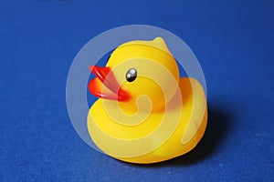 Cute colorfull rubber duck isolated on blue background