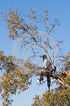 Kids in trees