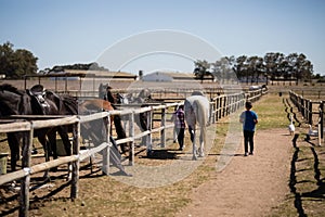 Kids walking with a white horse in the ranch