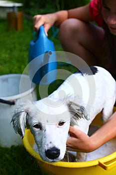 Kids wash stray white puppy in yellow basin