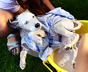 Kids wash stray white puppy in yellow basin on the summer garden background