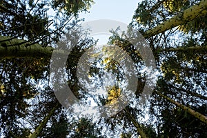 Kielder England: January 2022: Looking up at very Tall pine trees in warm winter sun