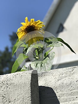 The sunflower is a symbol of Ukraine and is popular at homes in Kiev or Kyiv