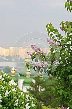 Kiev city, monastery, botanical garden and lilac bushes