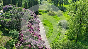 Kiev Ukraine. Spring blooming lilac in Hryshko National Botanical Garden. view to Vydubychi Monastery and river Dnipro