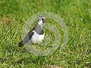Kievit, Northern Lapwing; Vanellus vanellus