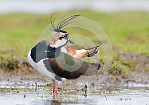 Kievit, Northern Lapwing, Vanellus vanellus