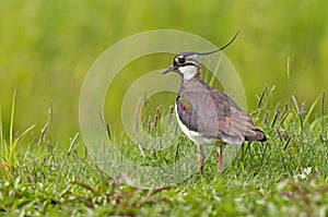 Kievit, Northern Lapwing, Vanellus vanellus