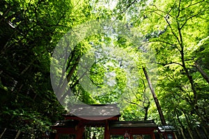 Kifune shrine of fresh verdure - Approach to Okumiya and itâ€™s gate, Kyoto, Japan