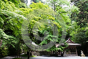 Kifune Shrine of fresh verdure - Okumiya, Kyoto, Japan