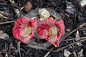 Kigelia Afraicana Flower