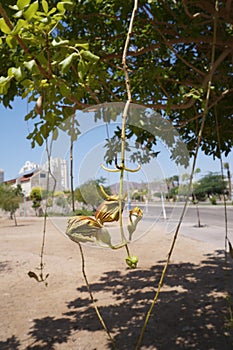 Kigelia africana blossom