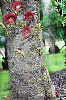 Kigelia Africana Flowers